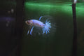 Betta Cellophane Irisé Halfmoon mâle.