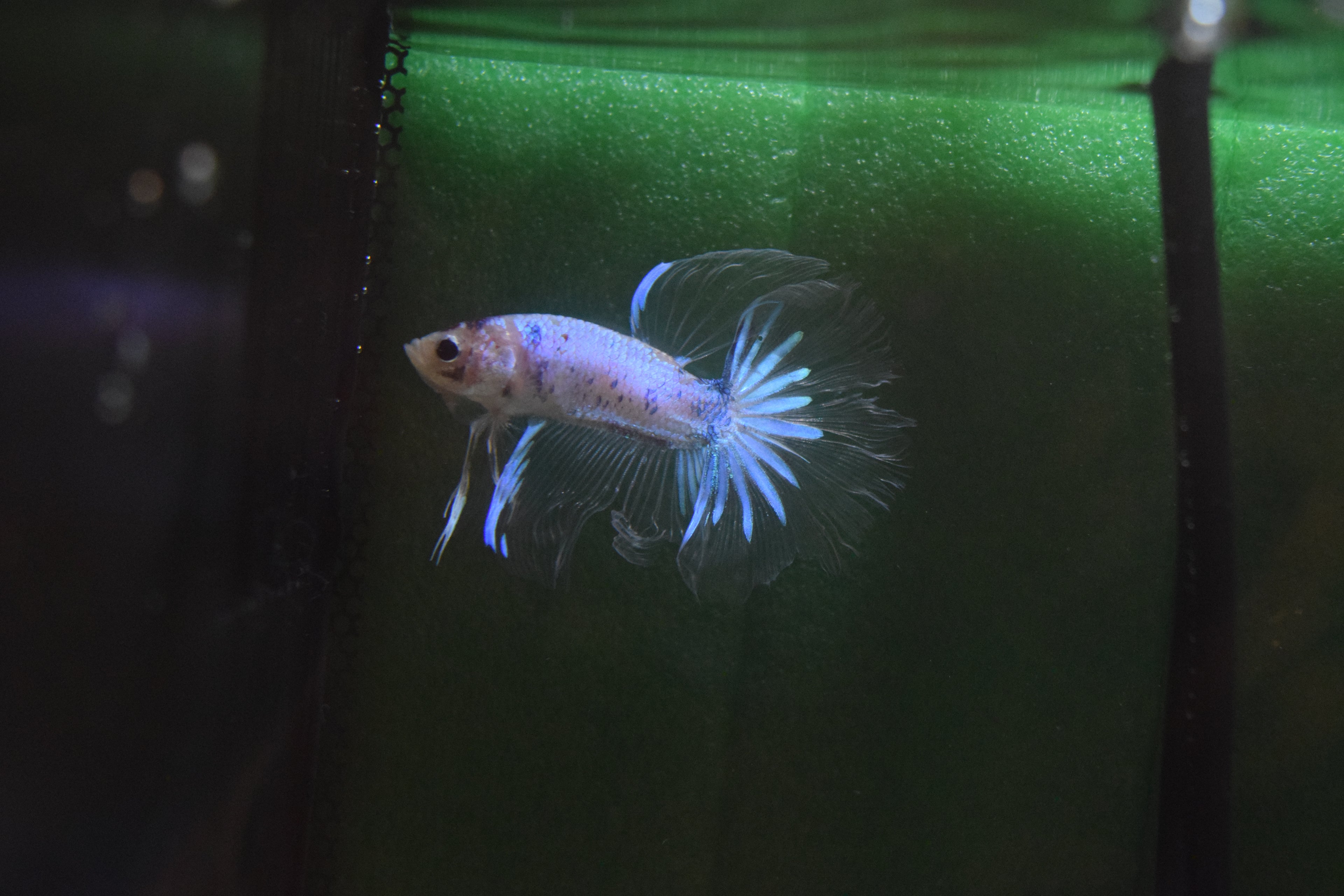 Betta Cellophane Irisé Halfmoon mâle.