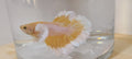 Betta Dumbo Jaune et blanc mâle (Betta splendens) Élevées localement