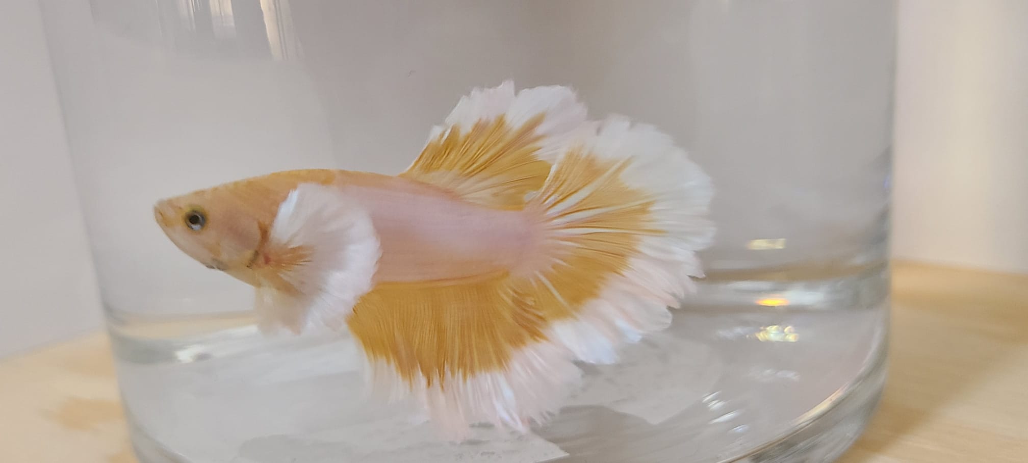 Betta Dumbo Jaune et blanc mâle (Betta splendens) Élevées localement